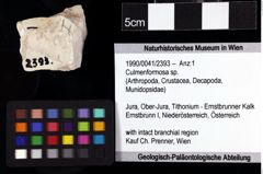 Foto (Objket + Etiketten) von Culmenformosa sp. 